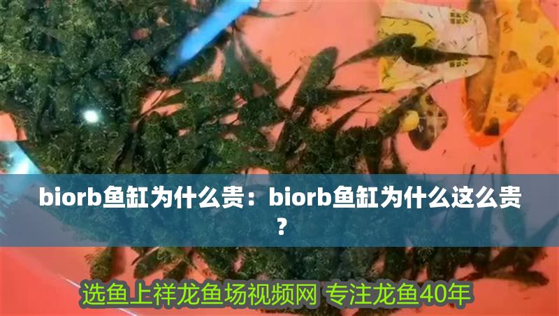 biorb魚缸為什么貴：biorb魚缸為什么這么貴？ biorb魚缸為什么貴：biorb魚缸為什么這么貴？ 魚缸百科 第2張