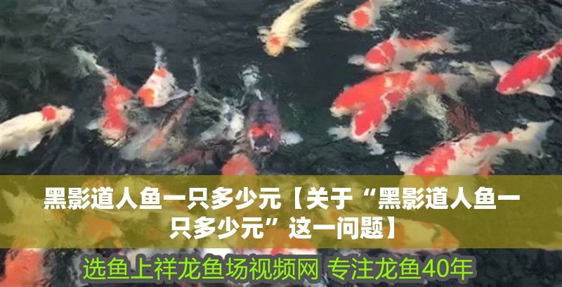 黑影道人魚一只多少元【關(guān)于“黑影道人魚一只多少元”這一問題】