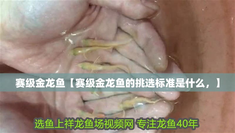 賽級金龍魚【賽級金龍魚的挑選標準是什么，】