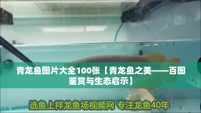 青龍魚圖片大全100張【青龍魚之美——百圖鑒賞與生態啟示】