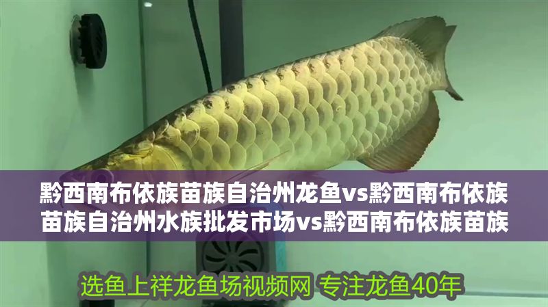 黔西南布依族苗族自治州龍魚vs黔西南布依族苗族自治州水族批發市場vs黔西南布依族苗族自治州水族館vs黔西南布依族苗族自治州魚缸批發市場vs祥龍魚場：黔西南布依族苗族自治州水族批發市場vs祥龍魚場 黔西南布依族苗族自治州龍魚vs黔西南布依族苗族自治州水族批發市場vs黔西南布依族苗族自治州水族館vs黔西南布依族苗族自治州魚缸批發市場vs祥龍魚場：黔西南布依族苗族自治州水族批發市場vs祥龍魚場 祥龍魚場各市分站 第2張