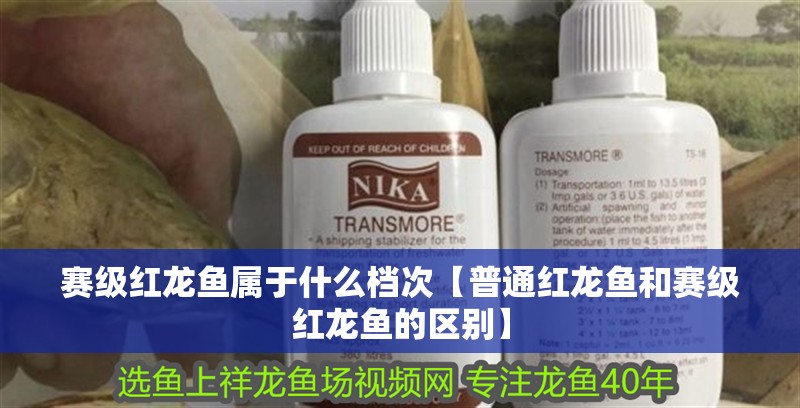賽級紅龍魚屬于什么檔次【普通紅龍魚和賽級紅龍魚的區(qū)別】