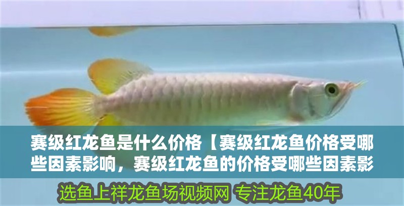 賽級紅龍魚是什么價格【賽級紅龍魚價格受哪些因素影響，賽級紅龍魚的價格受哪些因素影響】