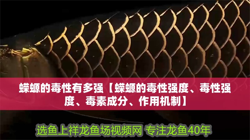 蠑螈的毒性有多強【蠑螈的毒性強度、毒性強度、毒素成分、作用機制】