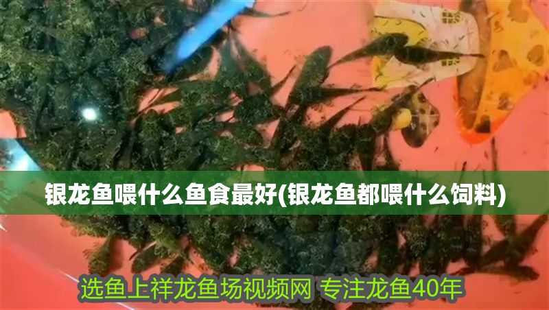 銀龍魚喂什么魚食最好(銀龍魚都喂什么飼料)