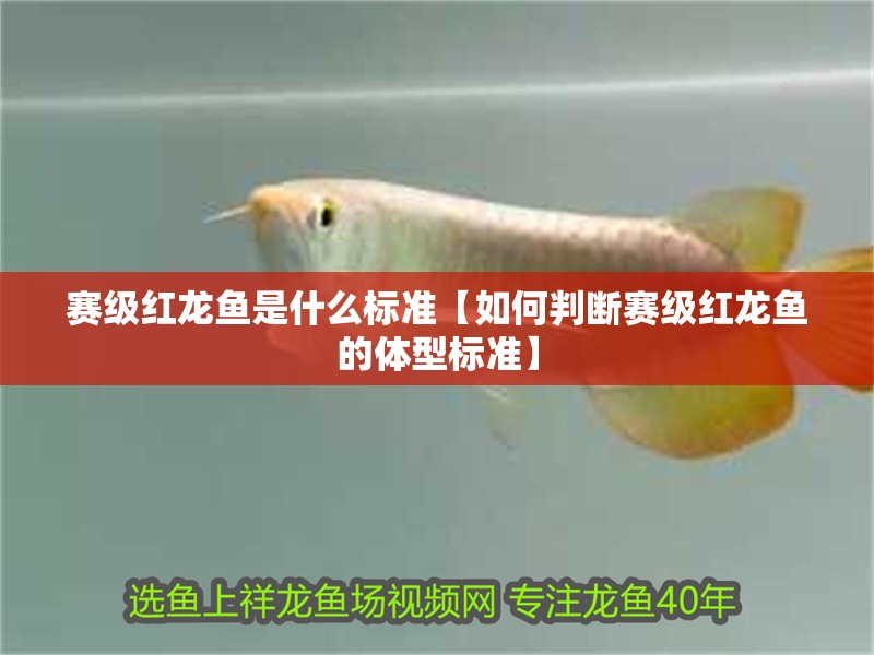 賽級紅龍魚是什么標準【如何判斷賽級紅龍魚的體型標準】