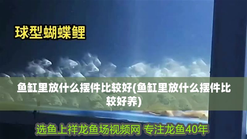 魚缸里放什么擺件比較好(魚缸里放什么擺件比較好養)