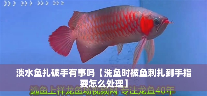淡水魚扎破手有事嗎【洗魚時(shí)被魚刺扎到手指要怎么處理】