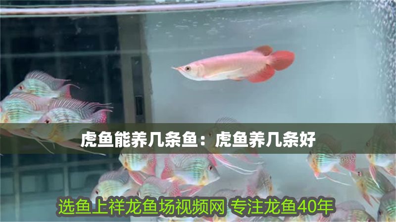虎魚(yú)能養(yǎng)幾條魚(yú):虎魚(yú)養(yǎng)幾條好 虎魚(yú)百科 第2張 虎魚(yú)能養(yǎng)幾條魚(yú):虎魚(yú)養(yǎng)幾條好 虎魚(yú)能養(yǎng)幾條魚(yú):虎魚(yú)養(yǎng)幾條好 虎魚(yú)百科 第2張