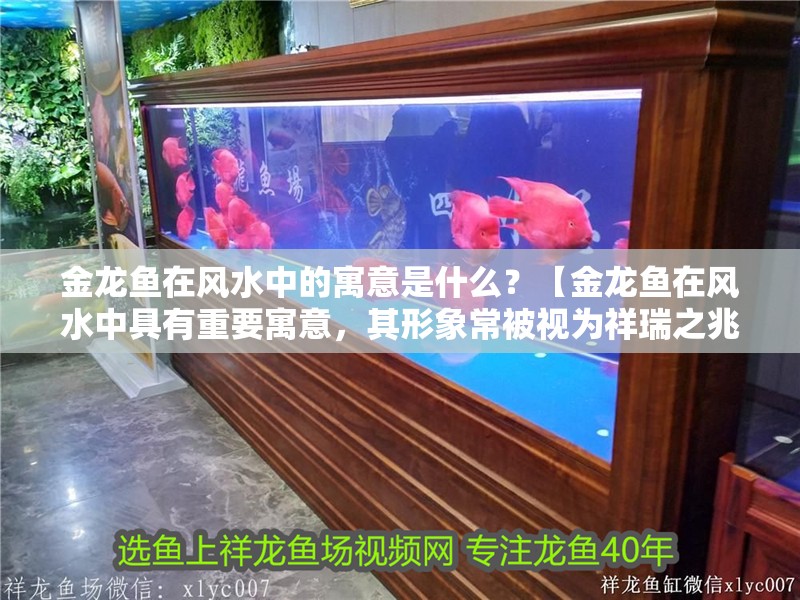 金龍魚在風水中的寓意是什么？【金龍魚在風水中具有重要寓意，其形象常被視為祥瑞之兆】