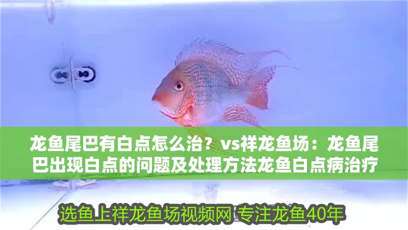 龍魚尾巴有白點怎么治？vs祥龍魚場：龍魚尾巴出現白點的問題及處理方法龍魚白點病治療方法