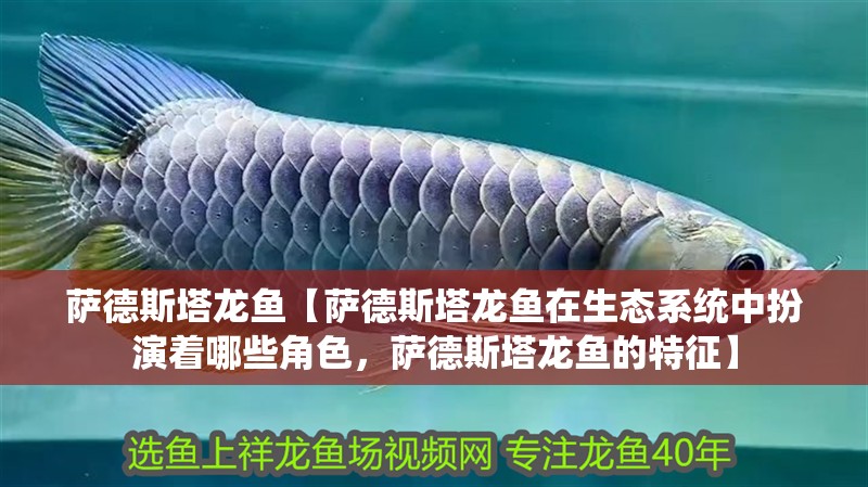 薩德斯塔龍魚【薩德斯塔龍魚在生態系統中扮演著哪些角色，薩德斯塔龍魚的特征】