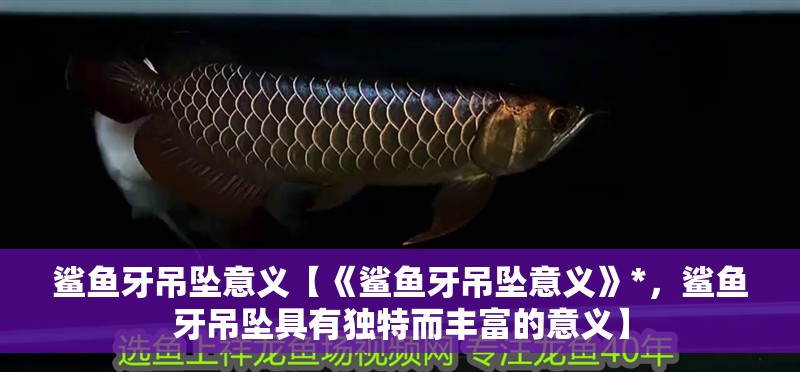 鯊魚牙吊墜意義【《鯊魚牙吊墜意義》*，鯊魚牙吊墜具有獨特而豐富的意義】