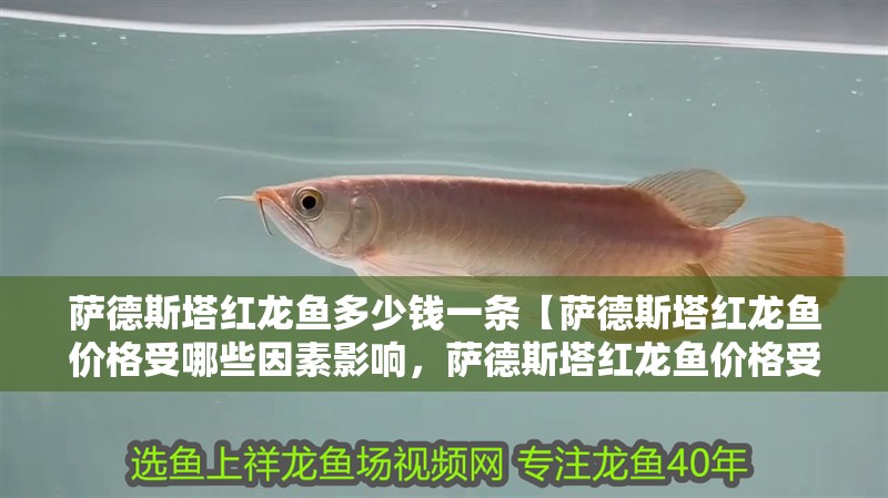 薩德斯塔紅龍魚多少錢一條【薩德斯塔紅龍魚價格受哪些因素影響，薩德斯塔紅龍魚價格受哪些影響】
