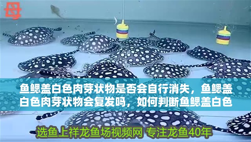 魚鰓蓋白色肉芽狀物是否會(huì)自行消失，魚鰓蓋白色肉芽狀物會(huì)復(fù)發(fā)嗎，如何判斷魚鰓蓋白色肉芽狀物病因？如何預(yù)防魚鰓蓋白色肉芽狀物復(fù)發(fā)？