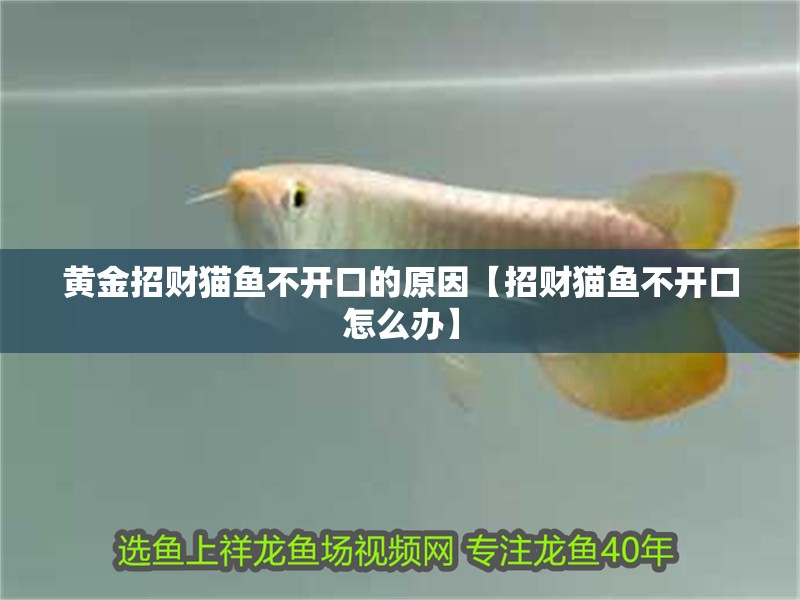 黃金招財貓魚不開口的原因【招財貓魚不開口怎么辦】