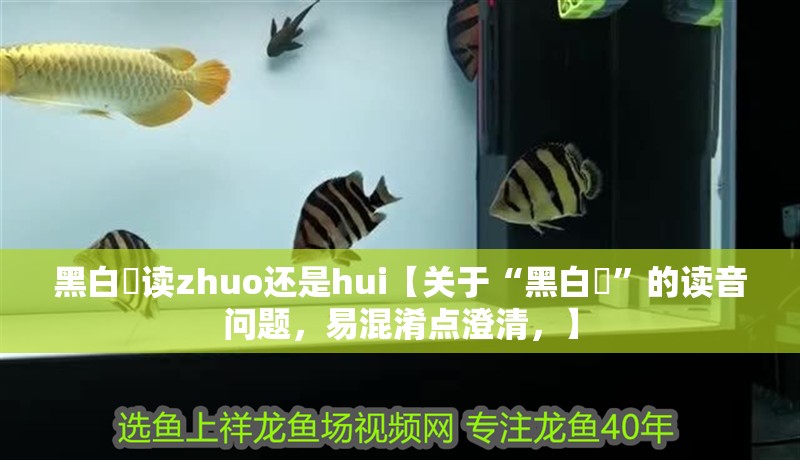 黑白魟讀zhuo還是hui【關于“黑白魟”的讀音問題，易混淆點澄清，】