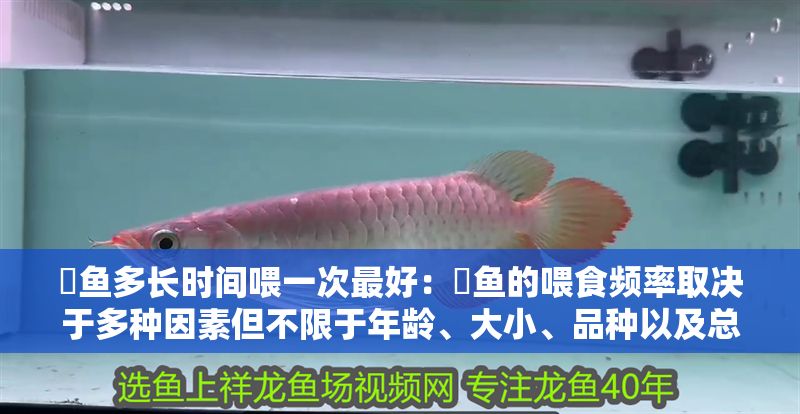 魟魚多長時間喂一次最好：魟魚的喂食頻率取決于多種因素但不限于年齡、大小、品種以及總體健康狀況