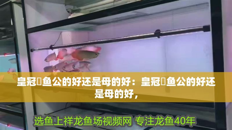 皇冠魟魚公的好還是母的好：皇冠魟魚公的好還是母的好，