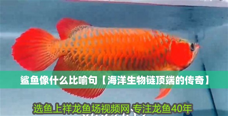 鯊魚像什么比喻句【海洋生物鏈頂端的傳奇】