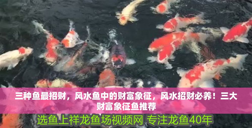 三種魚最招財，風水魚中的財富象征，風水招財必養！三大財富象征魚推薦