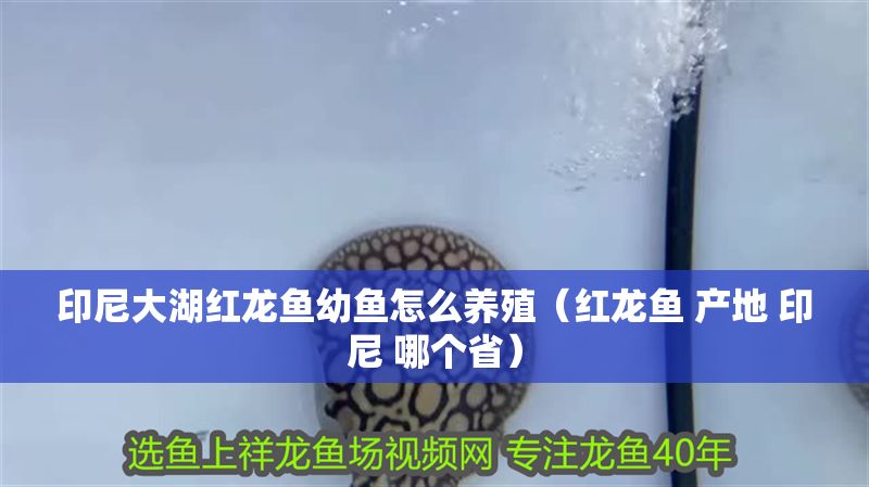 印尼大湖紅龍魚幼魚怎么養殖（紅龍魚 產地 印尼 哪個省）