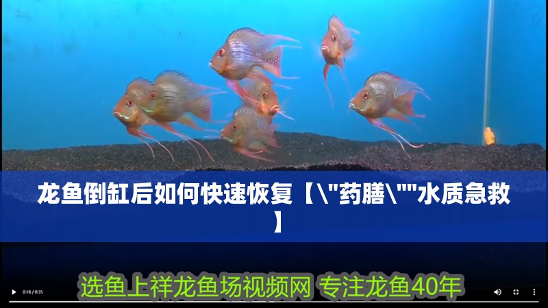 龍魚倒缸后如何快速恢復(fù)【\
