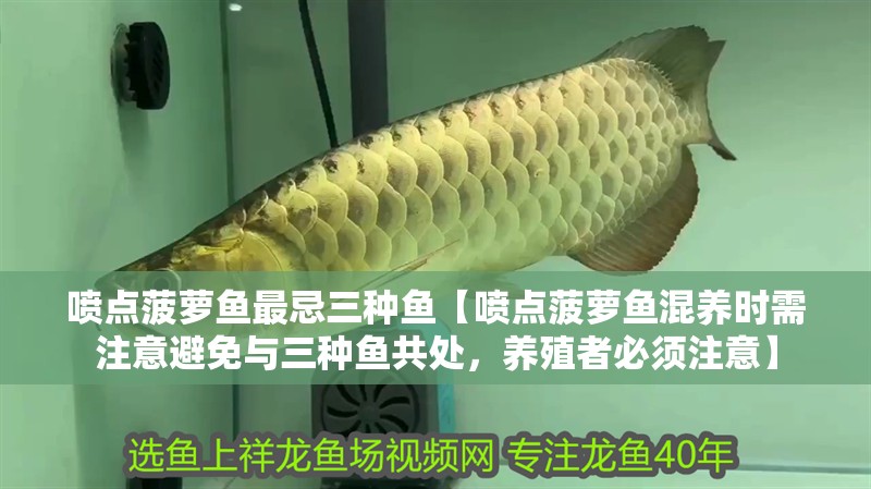 噴點菠蘿魚最忌三種魚【噴點菠蘿魚混養時需注意避免與三種魚共處，養殖者必須注意】 噴點菠蘿魚最忌三種魚【噴點菠蘿魚混養時需注意避免與三種魚共處，養殖者必須注意】 龍魚論壇
