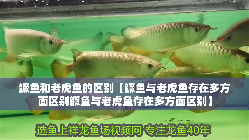 鱖魚和老虎魚的區別【鱖魚與老虎魚存在多方面區別鱖魚與老虎魚存在多方面區別】