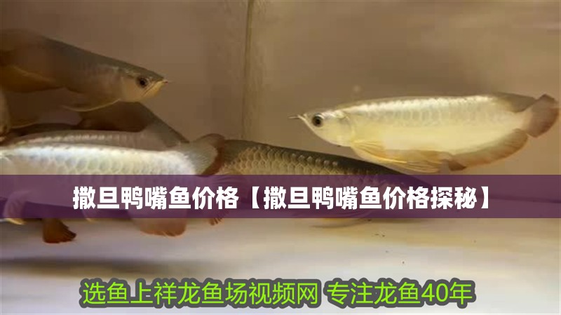 龍魚干蝦有營養(yǎng)嗎 撒旦鴨嘴魚價格【撒旦鴨嘴魚價格探秘】 龍魚論壇 撒旦鴨嘴魚價格【撒旦鴨嘴魚價格探秘】 撒旦鴨嘴魚價格【撒旦鴨嘴魚價格探秘】 龍魚論壇