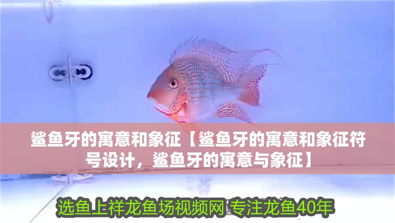 鯊魚牙的寓意和象征【鯊魚牙的寓意和象征符號設計，鯊魚牙的寓意與象征】