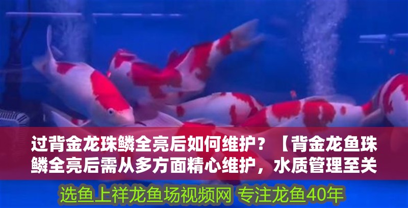 過背金龍珠鱗全亮后如何維護？【背金龍魚珠鱗全亮后需從多方面精心維護，水質管理至關重要】