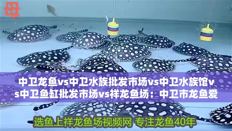 中衛(wèi)龍魚(yú)vs中衛(wèi)水族批發(fā)市場(chǎng)vs中衛(wèi)水族館vs中衛(wèi)魚(yú)缸批發(fā)市場(chǎng)vs祥龍魚(yú)場(chǎng)：中衛(wèi)市龍魚(yú)愛(ài)好者、批發(fā)商、水族館經(jīng)營(yíng)者以及魚(yú)缸銷(xiāo)售者之間存在著競(jìng)爭(zhēng)與合作的關(guān)系