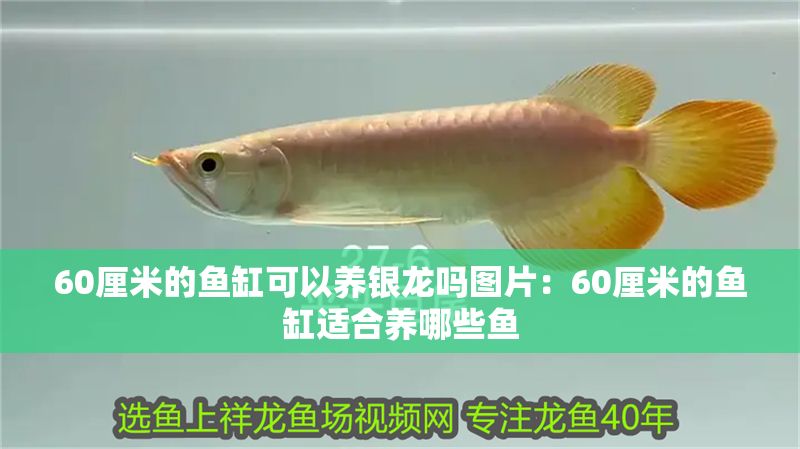 60厘米的魚缸可以養銀龍嗎圖片：60厘米的魚缸適合養哪些魚