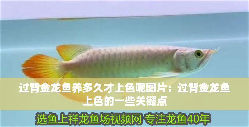 過背金龍魚養多久才上色呢圖片：過背金龍魚上色的一些關鍵點