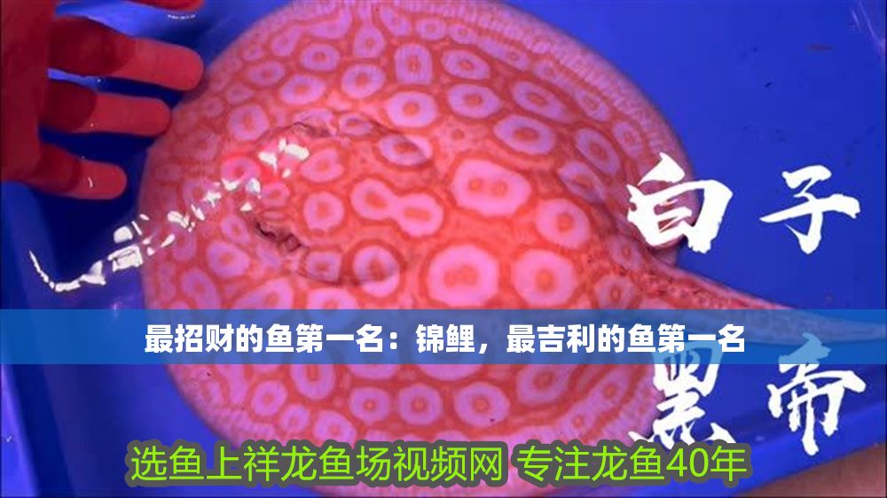 最招財(cái)?shù)聂~第一名：錦鯉，最吉利的魚第一名