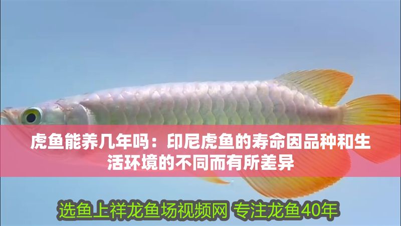 虎魚能養(yǎng)幾年嗎：印尼虎魚的壽命因品種和生活環(huán)境的不同而有所差異 虎魚能養(yǎng)幾年嗎：印尼虎魚的壽命因品種和生活環(huán)境的不同而有所差異 虎魚百科 第2張