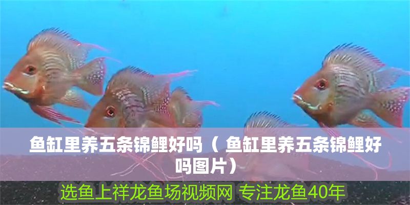 魚缸里養五條錦鯉好嗎( 魚缸里養五條錦鯉好嗎圖片) 錦鯉魚百科 第1張 魚缸里養五條錦鯉好嗎( 魚缸里養五條錦鯉好嗎圖片) 魚缸里養五條錦鯉好嗎( 魚缸里養五條錦鯉好嗎圖片) 錦鯉魚百科 第1張