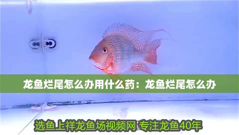 龍魚爛尾怎么辦用什么藥：龍魚爛尾怎么辦