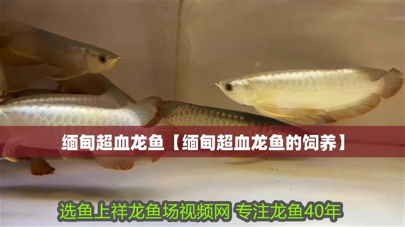 緬甸超血龍魚【緬甸超血龍魚的飼養】 緬甸超血龍魚【緬甸超血龍魚的飼養】 水族問答