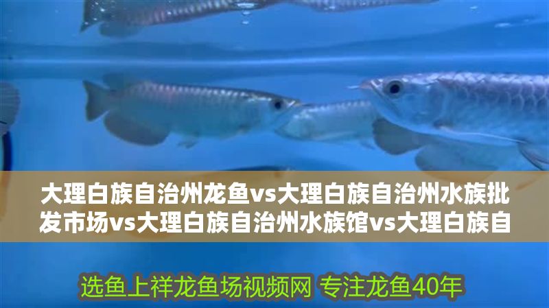 大理白族自治州龍魚vs大理白族自治州水族批發市場vs大理白族自治州水族館vs大理白族自治州魚缸批發市場vs祥龍魚場：大理白州水族市場分析 大理白族自治州龍魚vs大理白族自治州水族批發市場vs大理白族自治州水族館vs大理白族自治州魚缸批發市場vs祥龍魚場：大理白州水族市場分析 祥龍魚場各市分站 第2張