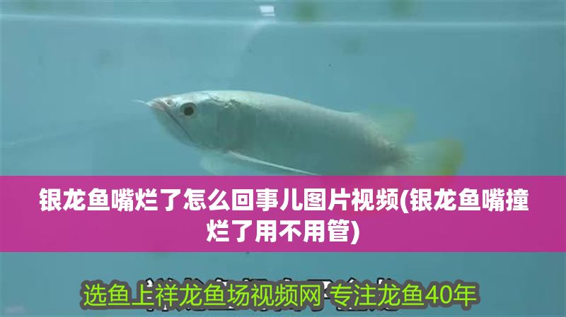 銀龍魚(yú)嘴爛了怎么回事兒圖片視頻(銀龍魚(yú)嘴撞爛了用不用管)