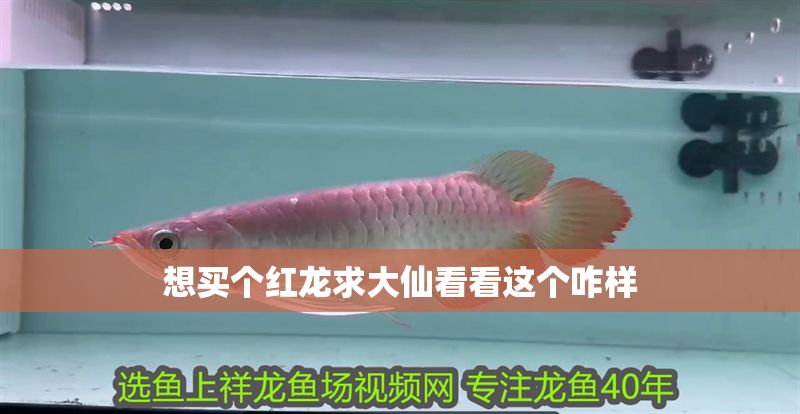 想買個紅龍求大仙看看這個咋樣 想買個紅龍求大仙看看這個咋樣 黃金貓魚百科 第2張
