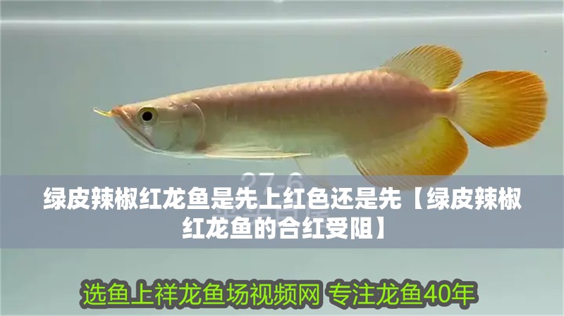 魚缸過濾器選購指南:自制魚缸過濾器魚缸上置過濾器對于養魚愛好者的必備知識 綠皮辣椒紅龍魚是先上紅色還是先【綠皮辣椒紅龍魚的合紅受阻】 水族問答 綠皮辣椒紅龍魚是先上紅色還是先【綠皮辣椒紅龍魚的合紅受阻】 綠皮辣椒紅龍魚是先上紅色還是先【綠皮辣椒紅龍魚的合紅受阻】 水族問答