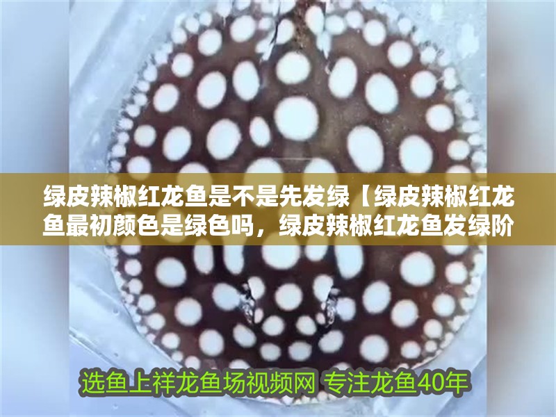 綠皮辣椒紅龍魚是不是先發(fā)綠【綠皮辣椒紅龍魚最初顏色是綠色嗎，綠皮辣椒紅龍魚發(fā)綠階段的因素】 綠皮辣椒紅龍魚是不是先發(fā)綠【綠皮辣椒紅龍魚最初顏色是綠色嗎，綠皮辣椒紅龍魚發(fā)綠階段的因素】 水族問答