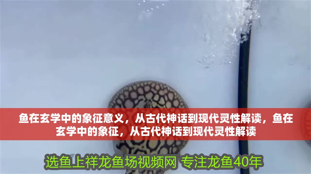 魚在玄學中的象征意義，從古代神話到現代靈性解讀，魚在玄學中的象征，從古代神話到現代靈性解讀 魚在玄學中的象征意義，從古代神話到現代靈性解讀，魚在玄學中的象征，從古代神話到現代靈性解讀 龍魚百科 第1張