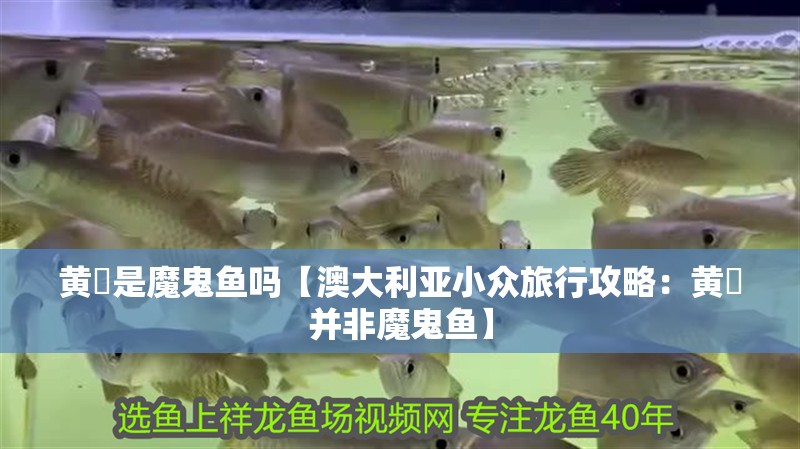 黃魟是魔鬼魚嗎【澳大利亞小眾旅行攻略：黃魟并非魔鬼魚】