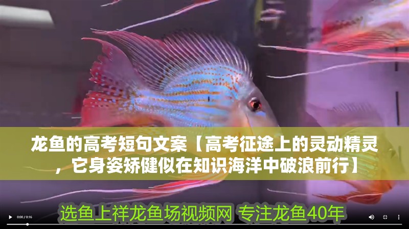 龍魚的高考短句文案【高考征途上的靈動精靈，它身姿矯健似在知識海洋中破浪前行】 龍魚的高考短句文案【高考征途上的靈動精靈，它身姿矯健似在知識海洋中破浪前行】 龍魚論壇