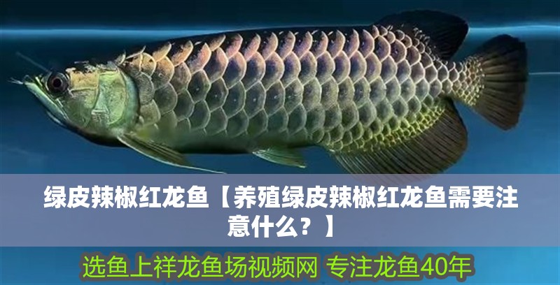 綠皮辣椒紅龍魚【養(yǎng)殖綠皮辣椒紅龍魚需要注意什么？】