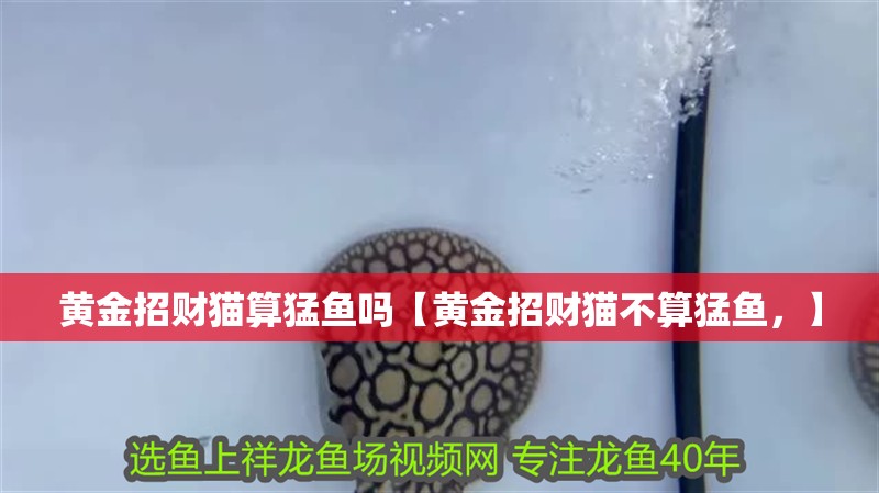 黃金招財貓算猛魚嗎【黃金招財貓不算猛魚，】